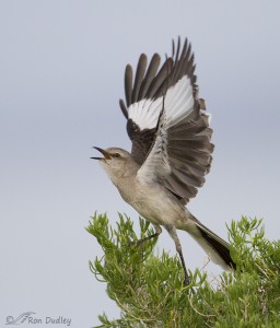 northern-mockingbird-1400-ron-dudley